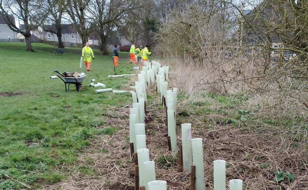 Network Rail tree planting